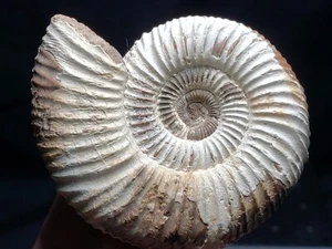 Ammonite Sivajiceras Fossil from Madagascar 2.5" (3.2 oz.) - Picture 1 of 4