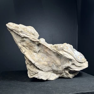 2250Gr Rare Fossil Giant Mussel Oyster Sea Shell - Picture 1 of 21