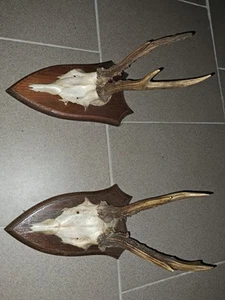 2 Geweihe / Jagdtrophäe auf Trophäenschild - Bild 1 von 2