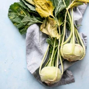 Kohlrabi - Early White Vienna - Picture 1 of 1