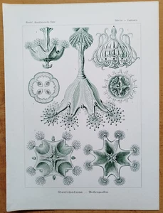Stauromedusae (48) - Large Original Print Haeckel Kunstformen Folio - 1900 - Picture 1 of 1