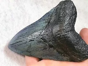 5 INCH REAL MEGALODON SHARK TOOTH BIG FOSSIL GIANT GENUINE PREHISTORIC MEG TEETH - Picture 1 of 11