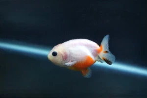SUPER SALE! 3.5" THAILAND TANGERINE TANGO SAKURA THICK BODY RANCHU - Picture 1 of 3