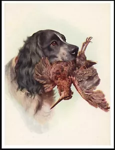 COCKER SPANIEL WITH BIRD HEAD STUDY VINTAGE STYLE DOG ART PRINT POSTER - Picture 1 of 1