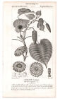 1816 Antique botanical print Hura crepitans, sandbox tree, P.J.F. Turpin 