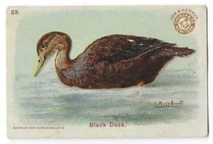 Black Duck Arm & Hammer Kartenspiel Vogel Serie Kirche & Co klein #23 1904 - Bild 1 von 2