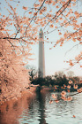 BEAUTIFUL CHERRY BLOSSOMS DC WAHINGTON MONUMENT 8X10 Photo