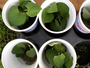 Fish mints with roots and all in 44 OZ Plastic Cup+ 6, Fish Mint/Herb - Diếp Cá - Picture 1 of 7