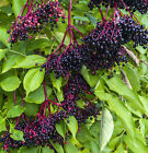 Elderberry sambucus nigra (100 seeds) fresh this season's harvest {RARE&EXOTIC}