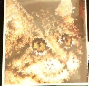 wonderart Natura Calico gato atigrado gatito pestillo gancho kit 12 pulgadas x 12 pulgadas - sin abrir - Imagen 1 de 4