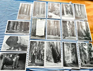 Lot von 16 Vintage Postkarten von REDWOOD FORESTS schwarz-weiß - Bild 1 von 18