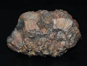 Old Stock Vintage Display Specimen Piece Opalisiert Versteinertes Waldholz 1+ lbs. - Bild 1 von 11