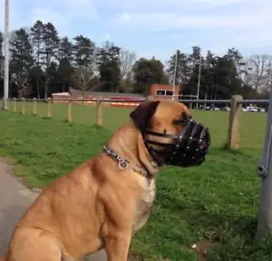 Leather Dog Muzzle for Dogue de Bordeaux and Bullmastiff Mastiff - Picture 1 of 4