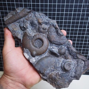 1.15kg Plate Goniatite Platyclymenia Cheiloceras Kalloclymenia Devonian Fossil - Picture 1 of 7