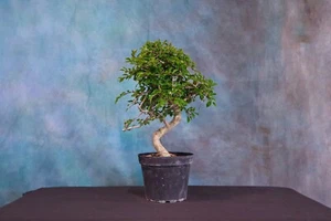 CHINESE ELM Pre-Bonsai Tree! Cold Hardy! Curved Trunk! Good for Shohin! - Picture 1 of 8