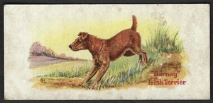 1930 Irish Terrier Dog Card Cowans Chocolate V13 Cowan Dogs #15 Canadian Type - Picture 1 of 2