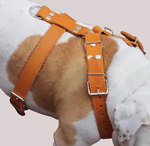 High Quality Leather Walking Dog Harness 30-35" chest, wide 1.5" Bulldog - Picture 1 of 5