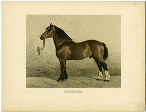 Rare Antique Print-CLYDESDALE-SCOTTISH DRAUGHT HORSE-Volkers-1880 - Picture 1 of 1