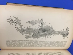Antiguo Manual de Ornitología de Campo de 1890 Dr Coues especímenes de aves ilustradas - Imagen 1 de 20