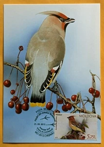 Maximumkarte. Fauna/ Vögel/Böhmischer Wachsflügel (Bombycilla garrulus). Moldawien  - Bild 1 von 2