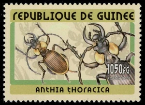 GUINEA REPUBLIK Yt 2049 - Zweifleckiger Bodenkäfer "Anthia thoracica" (pc33048) - Bild 1 von 1