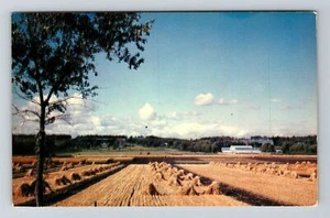 Postal de colección Brandon-Manitoba, granja experimental, departamento de agricultura - Imagen 1 de 2