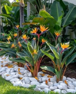 Sale2595 Strelitzia 4 semi uccellino del paradiso fiore - Foto 1 di 1