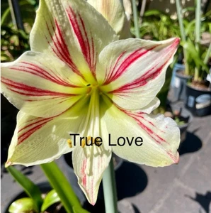 Hippeastrum True Love : Exotic : Medium Bulb: $63. 99 Per Bulb: Free Postage - Foto 1 di 1