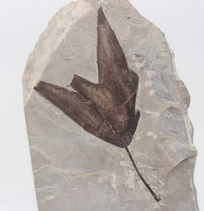 Blatt, Platanus wyomingensis, Tertiär, Green River Fm., Bonanza, Utah, USA -x496 - Bild 1 von 3