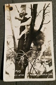 POSTAL DE JOHNSTOWN PA. ¡ARTÍCULO HISTÓRICO FLOOD 1936 #43 VACA EN ÁRBOL! - Imagen 1 de 2