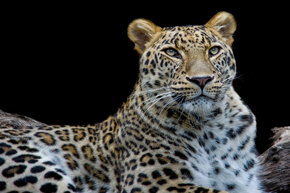 Fotografia cara a cara leopardo legal decoração de parede pôster impressão arte 18x12 - Imagem 1 de 1
