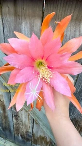Epiphyllum Orchid Cactus “Fiesta De Flores ” 8inch Cutting Stem, unrooted. - Picture 1 of 3