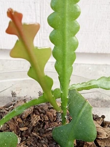 1 Rare Ric Rac Zig Zag Fishbone Cactus Epiphyllum Anguliger - Rooted Live Plant  - Picture 1 of 6