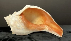 Large 8.25” Conch Seashell Pink- Orange Interior - Picture 1 of 4