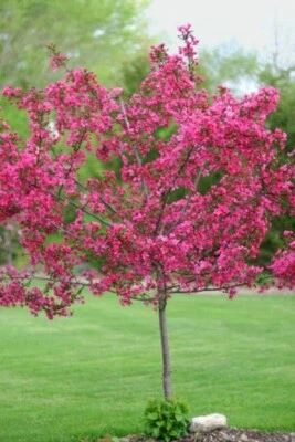 5+ Dwarf Pink Dogwood Tree Seeds Cornus Florida Fubra Flowering Hardy Fall - Image 1 of 4