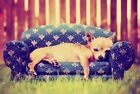 A1 | Funny Chihuahua Poster Art Print 60 x 90cm 180gsm Small Dog Bed Sofa #8130