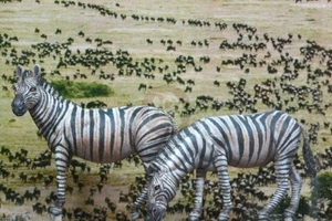 Cix Models 54 mm (1/35) zebre delle pianure africane al pascolo e all'aspetto (2 fig) CIXM54013 - Foto 1 di 1