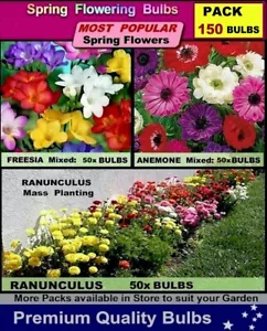 50x FREESIA - 50x Ranunculus - 50x Anemones - 150x BULBS PACK - Picture 1 of 4