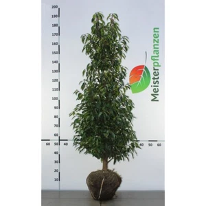 Prunus Portugiesischer Kirschlorbeer 140-160 cm. 3 Heckenpflanzen. Immergrün - Bild 1 von 4