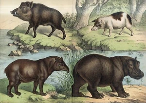 1878 CERDO DOMÉSTICO JABALÍ TAPIR HIPOPÓTAMO FOLIO impresión antigua Schubert - Imagen 1 de 3