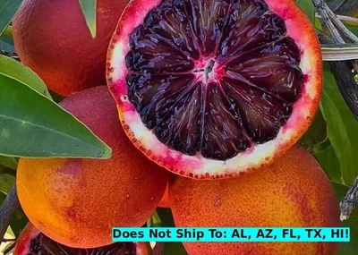 Bream Tarocco Blood Semi-Dwarf Orange Tree in 1 Gal Pot Live Starter Plant -Fast - Image 1 of 2