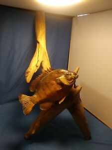 Specimen Bluegill Fish Taxiderm Wildlife Art. Bluegill Fishing.DRIFTWOOD 24 TALL