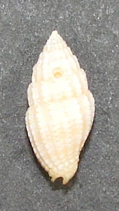 MITRA APPROXIMATUM 12.41mm BEAUTIFUL VRARE SPECIMEN Makena Landing, Maui, HI - Picture 1 of 2