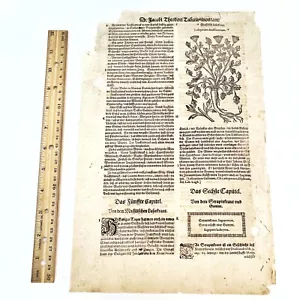 1590 Woodcut Leaf From Botanic Horticultural Book By JACOB TABERNAEMONTANUS : F - Picture 1 of 3