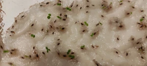 Klimabaum Kiribaum Blauglockenbaum Paulownia CO2 Killer 100 Samen Bienen - Bild 1 von 6