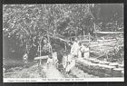 Ambon preparing Sago Moluccas Indonesia ca 1905