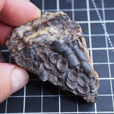 82g Mahoumacrinus sp. Scyphocrinites elegants Crinoid Devonian Fossil 1269 - Image 1 of 4