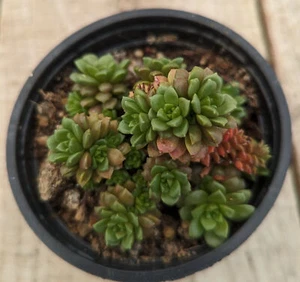 x Cremnosedum ‘Little Gem’ - Picture 1 of 3