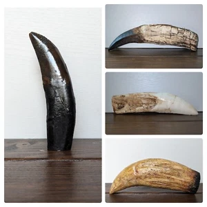 Dinosaur Tooth Replica | Allosaurus | Giganotosaurus | Sarcosuchus | Pliosaur - Picture 1 of 6