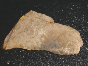Coral Petrified  slab 3 1/4" x 1 3/4"--- rough-cabbing--display - Picture 1 of 3
